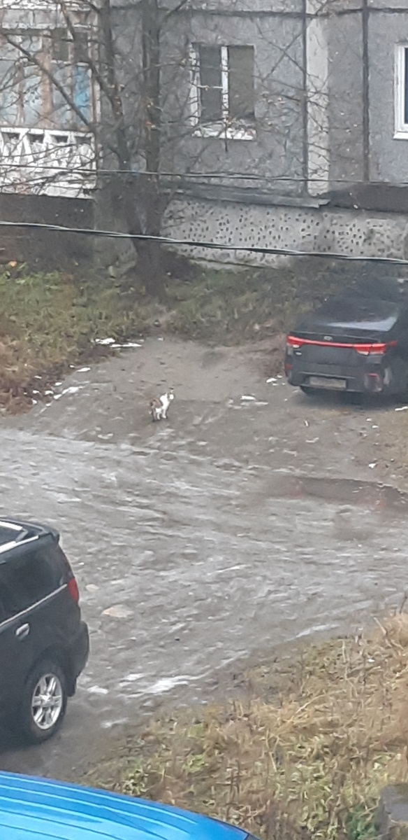 -"Крикну - а в ответ тишина, снова я примёрзла одна, сильная кошечка плачет: М А А А!"