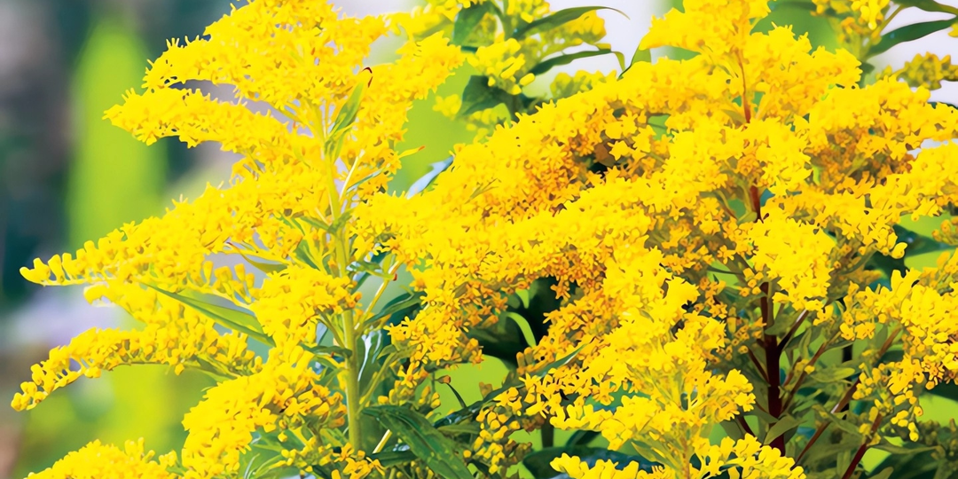 Золотарник канадский: растение красивее борщевика, но опаснее его