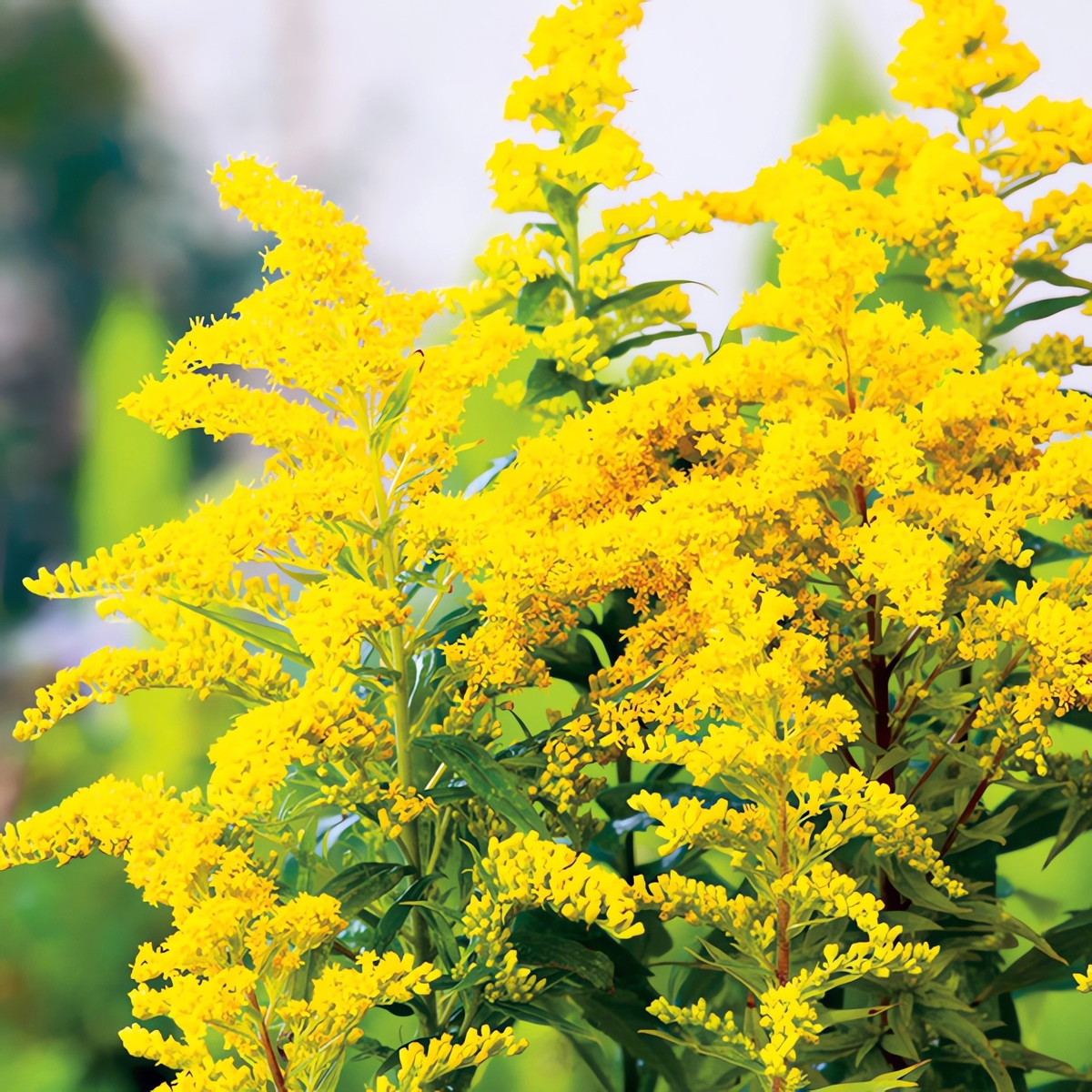 С такими яркими сочными фото золотарник продают в питомниках