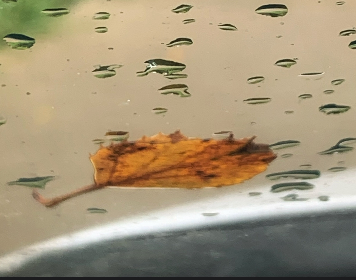 Облетали последние желтые листья и моросил мерзкий октябрьский дождик