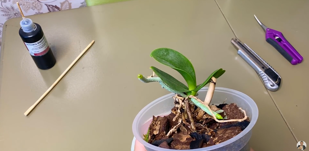 Как правильно отделить детку орхидеи от пенька: пошаговое руководство для любителей фаленопсисов