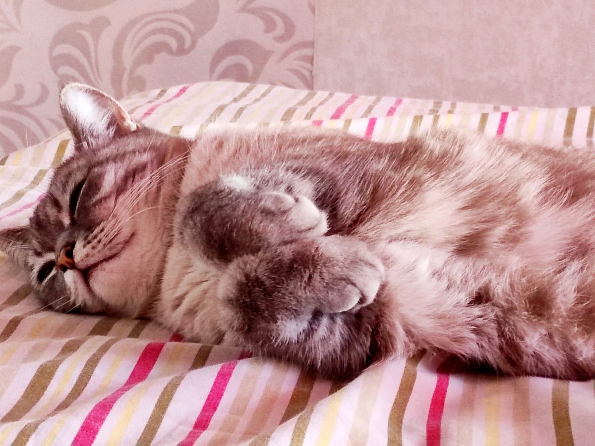 Мой "зайчик"