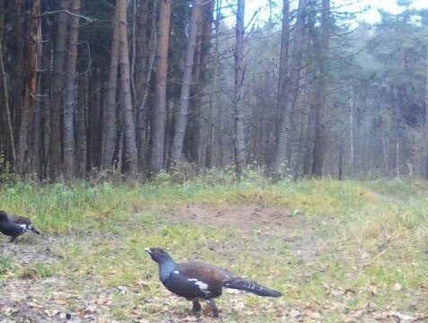 Специфическое меню глухарей запечатлели фотолувушки "Калужских засек