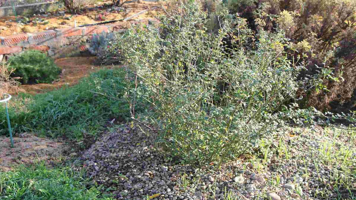 Красная роза спрей неизвестного вида. Здесь она сильно обрезана, Но все равно в диаметре 1,5 метра. Так она вымахала за 2 сезона, пока я ей занималась на старом месте. Фото сделано осенью, после пересадки. 