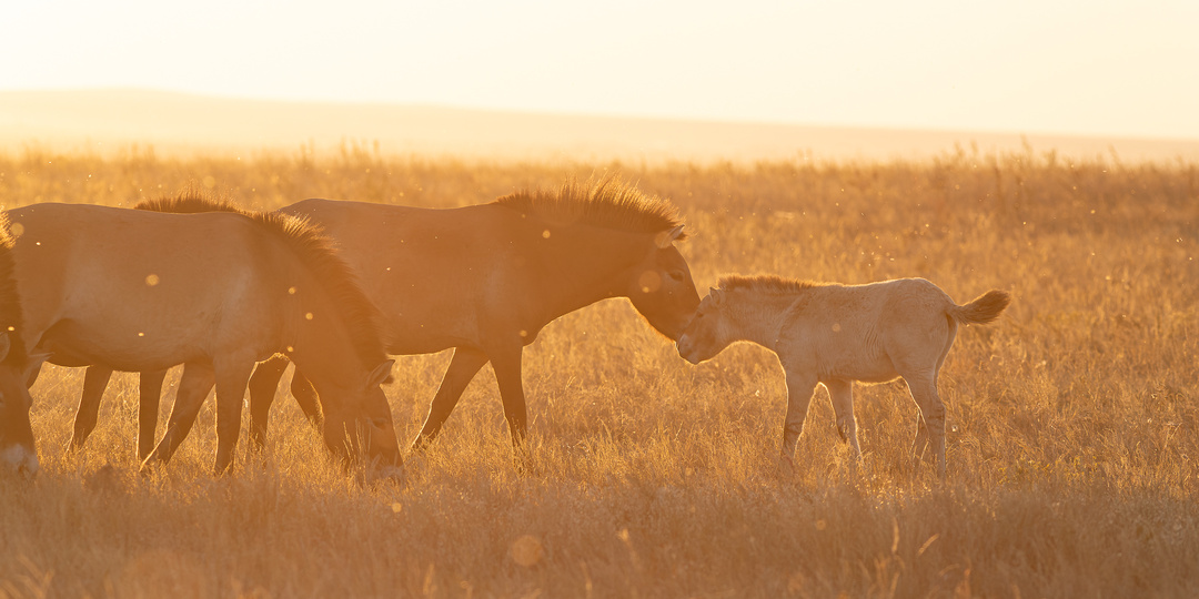 Дыхание дикой степи: как живут и общаются лошади Пржевальского