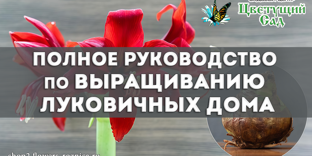Полное руководство по выращиванию луковичных дома