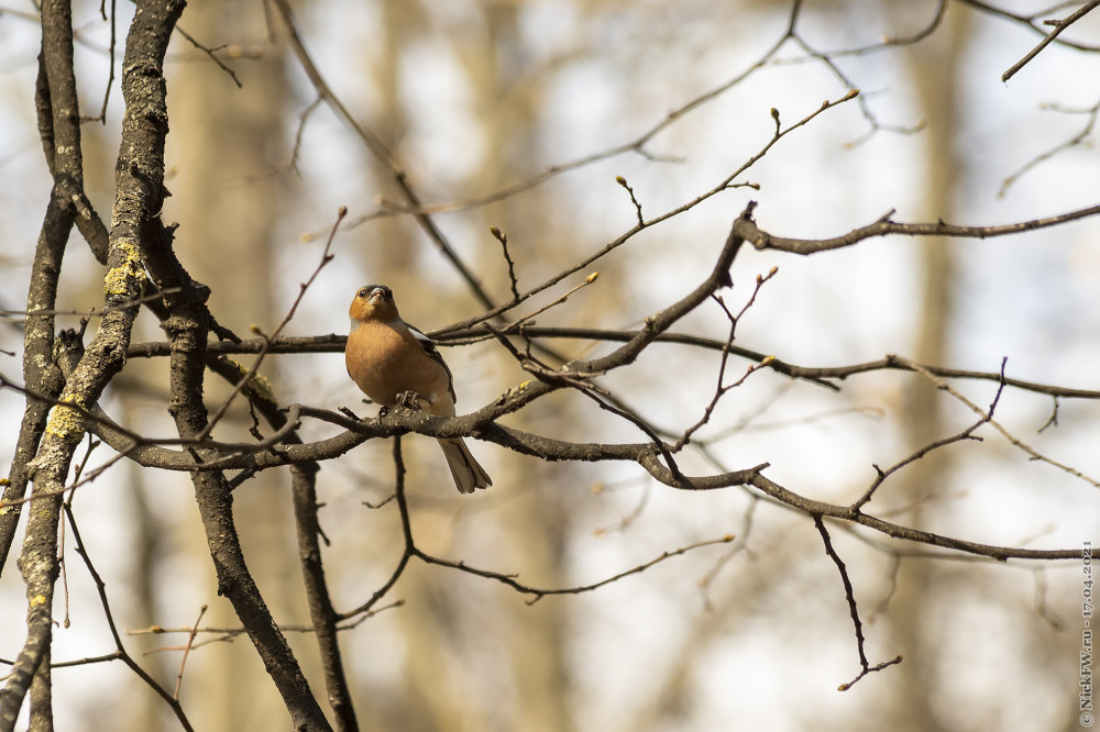 2. Самец зяблика © NickFW.ru — 17.04.2021г.