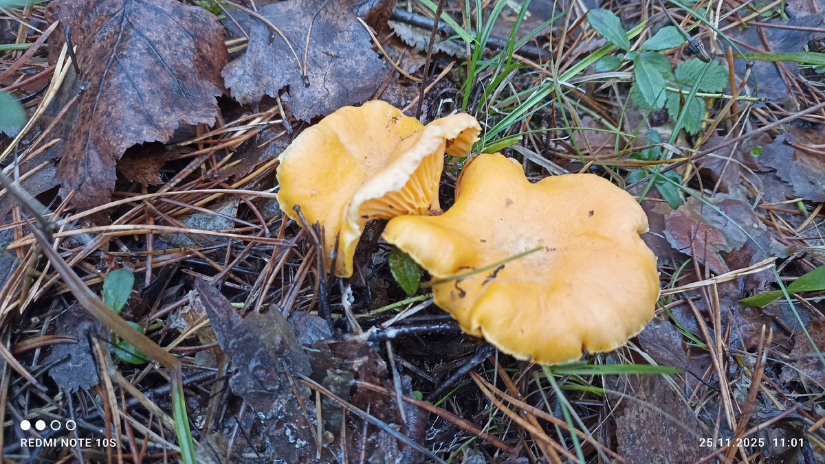 Лисички. 25.11.2025 года.Фото автора.