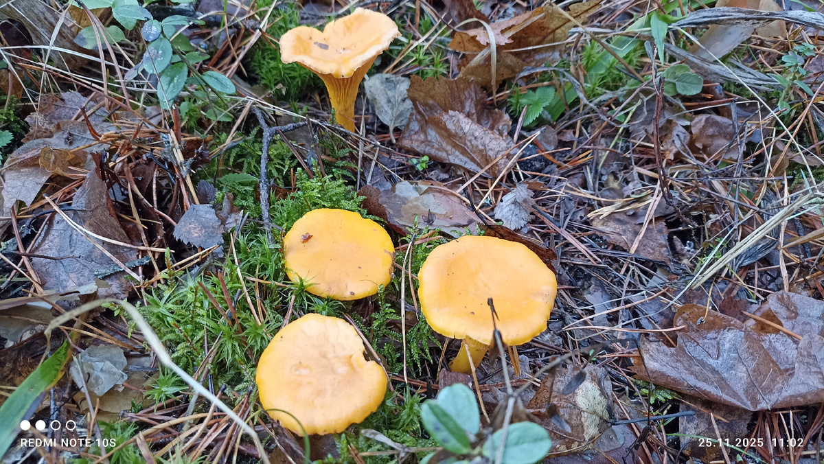 Лисички. Фото автора.