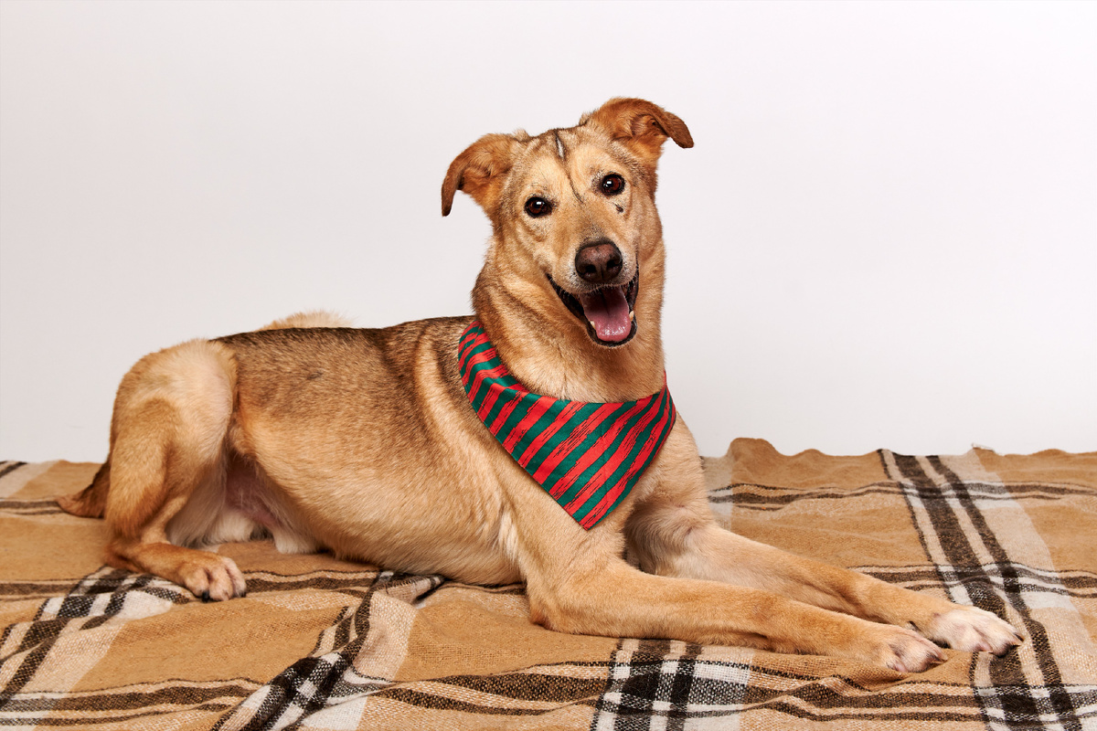 Конфуций — настоящий подарок для будущей семьи! Он добрый, контактный, воспитанный собакевич – поводок знает на 5+.