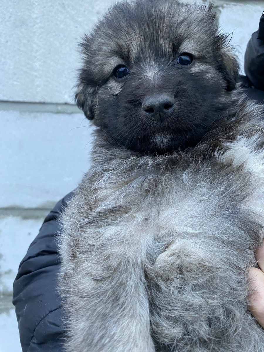 Оля зовет его Адал. Фото из архива автора