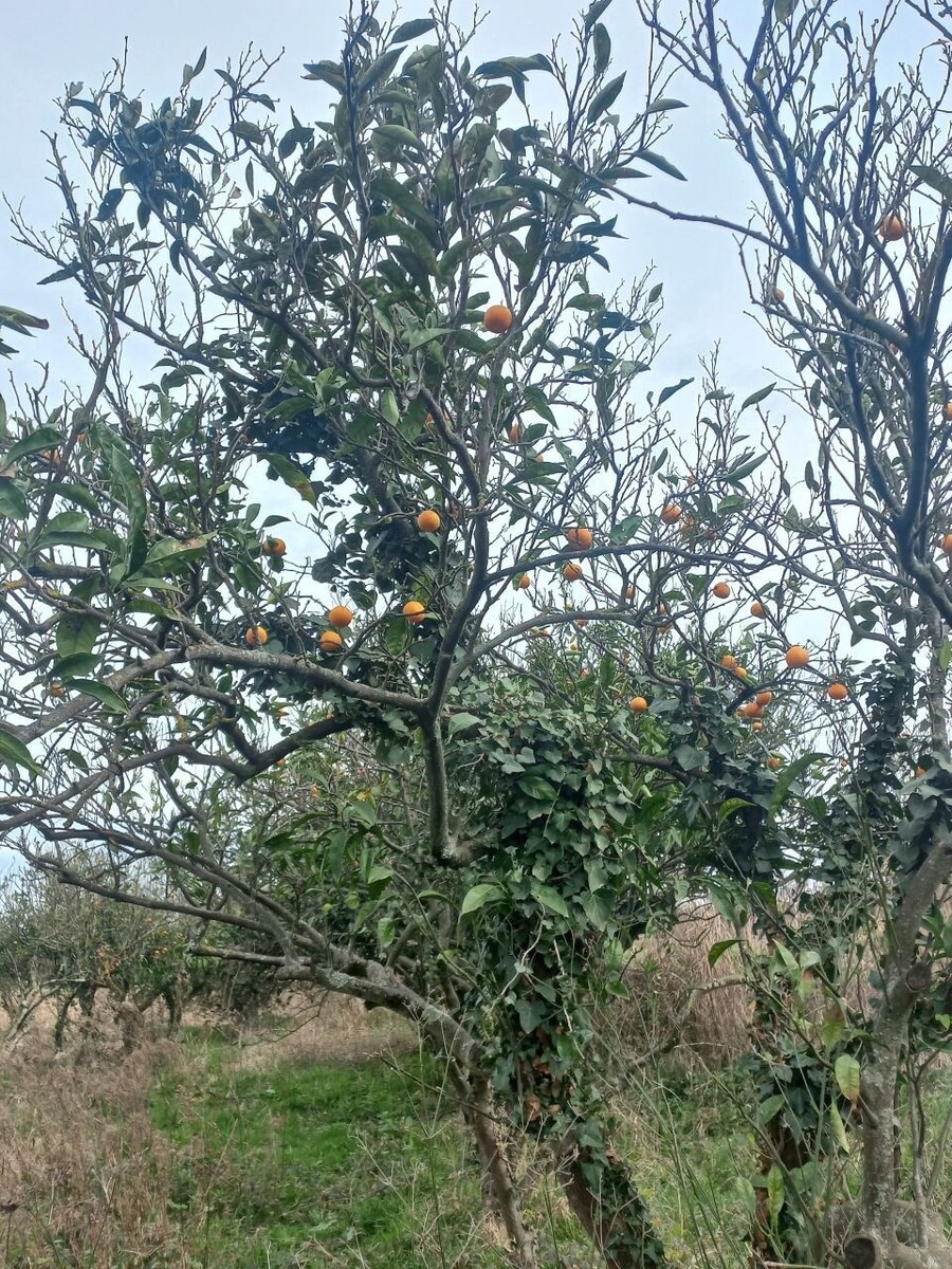    Абхазия. Мандариновое дерево.. Источник: Олеся Веселкова / "Толк"