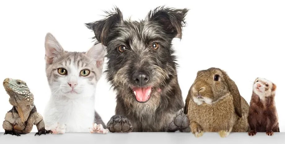 Источник: https://www.klerk.ru/user/2243629/585419/?srsltid=AfmBOopNyHcnMpjPAXZ21qRwJ9RTMOrC8A1s7yMp6A4dbkUHdA9dA2hK