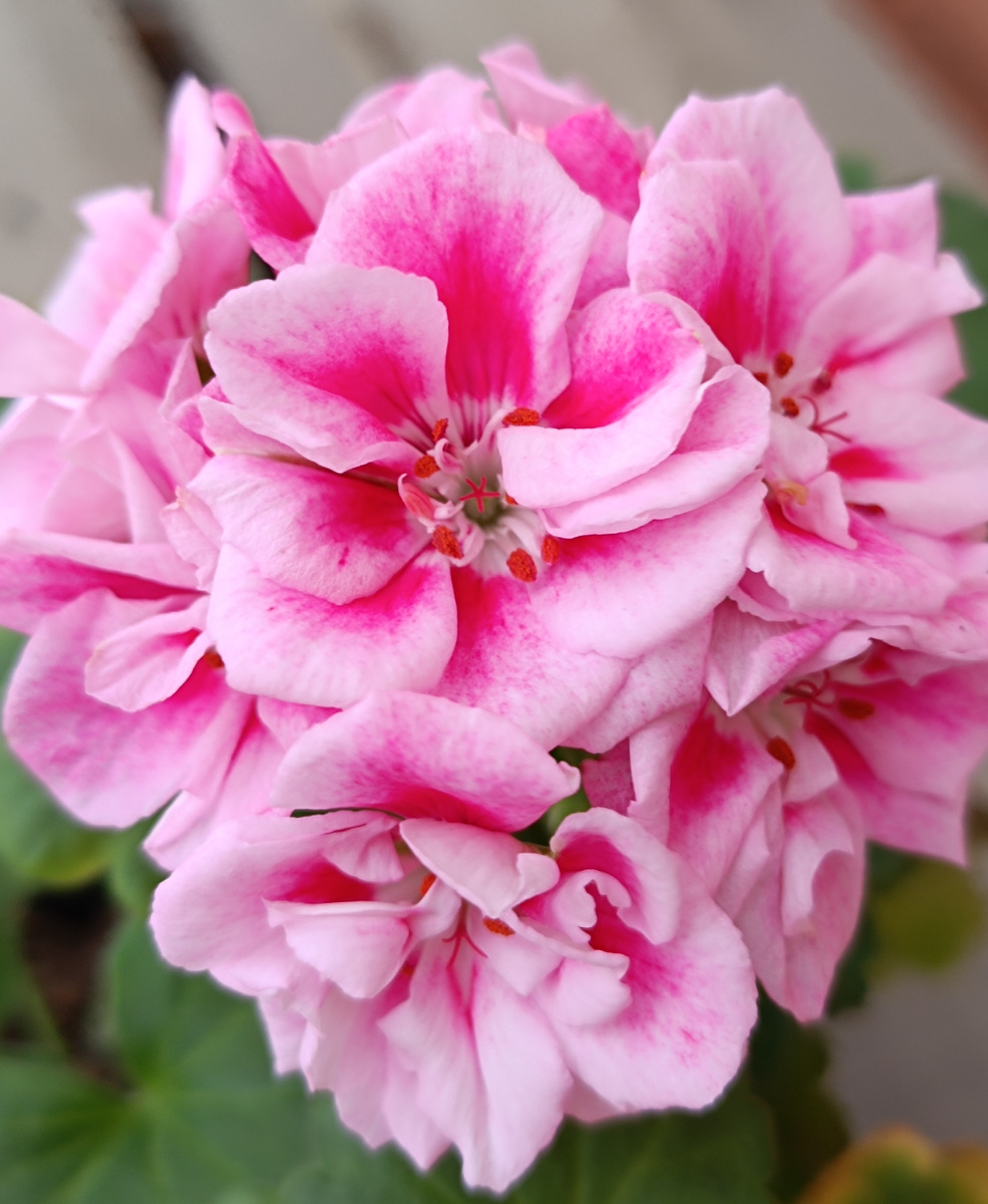 Барынька. Сорт Ирины Каремулиной. Эта красотка цветет круглый год. Иногда я удаляю бутончики, чтобы дать ей отдых. Сейчас она вот так цветёт