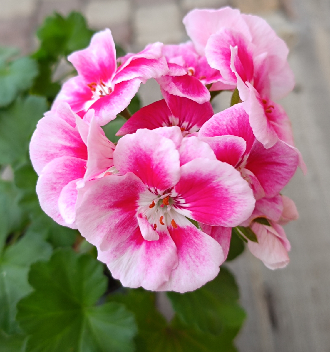 Безымяшка. Мне ее подарили. Это одно из первых растений в моей коллекции. Я знаю, примерно, как называется этот сорт.  Распространенный, из серии PAC. 