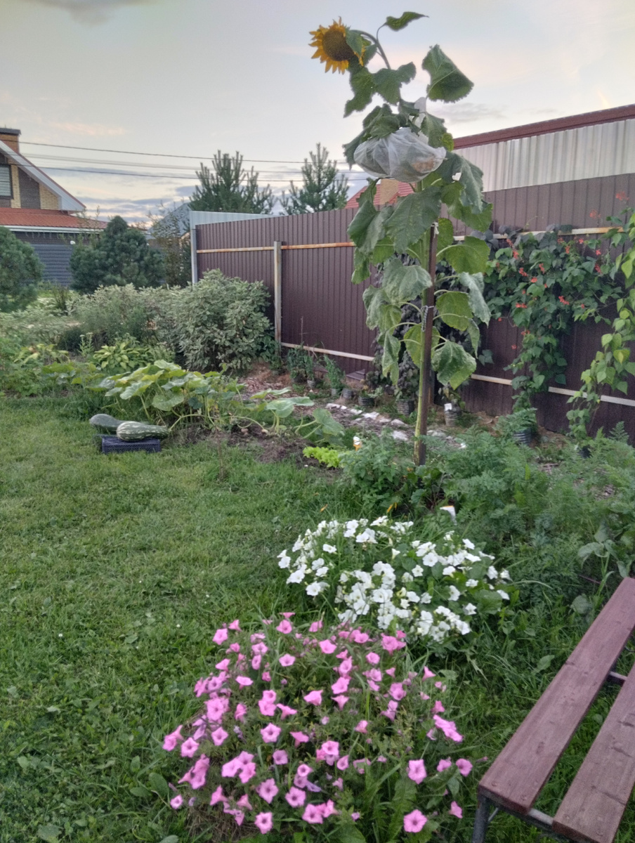 Мой смешной огород ,сезон 2925