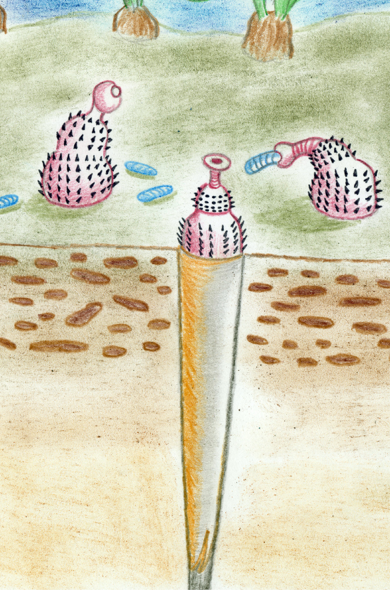 Реконструкция селкиркии.