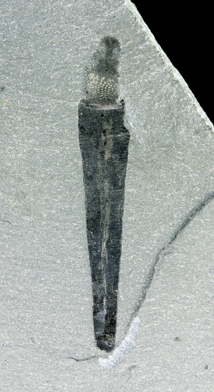 Окаменевшие остатки селкиркии из сланцев Берджесс.