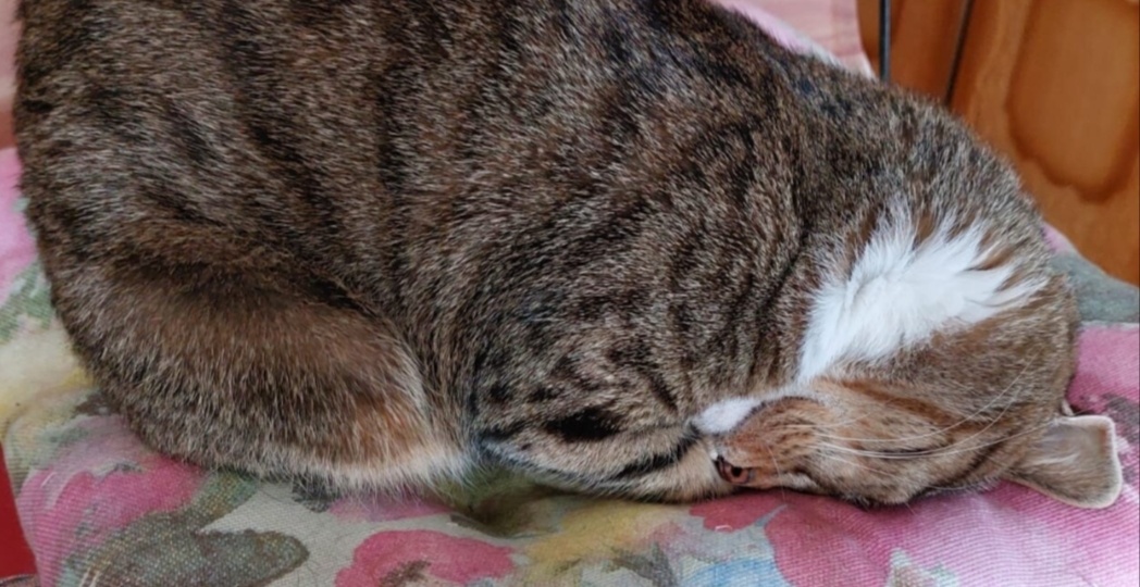 Пенсионерка накрывает праздничный стол.