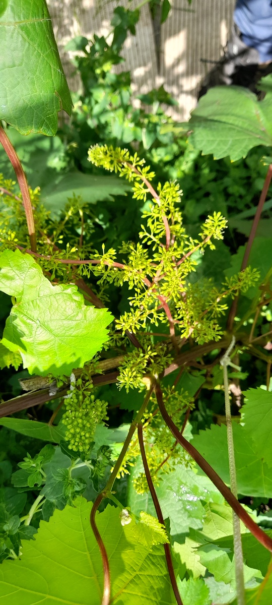 Виноград во время цветения