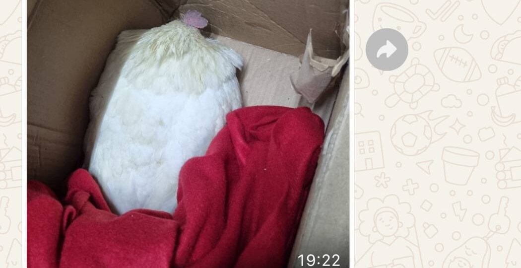 Друзья подобрали на улице самого необычного питомца, какого только можно представить