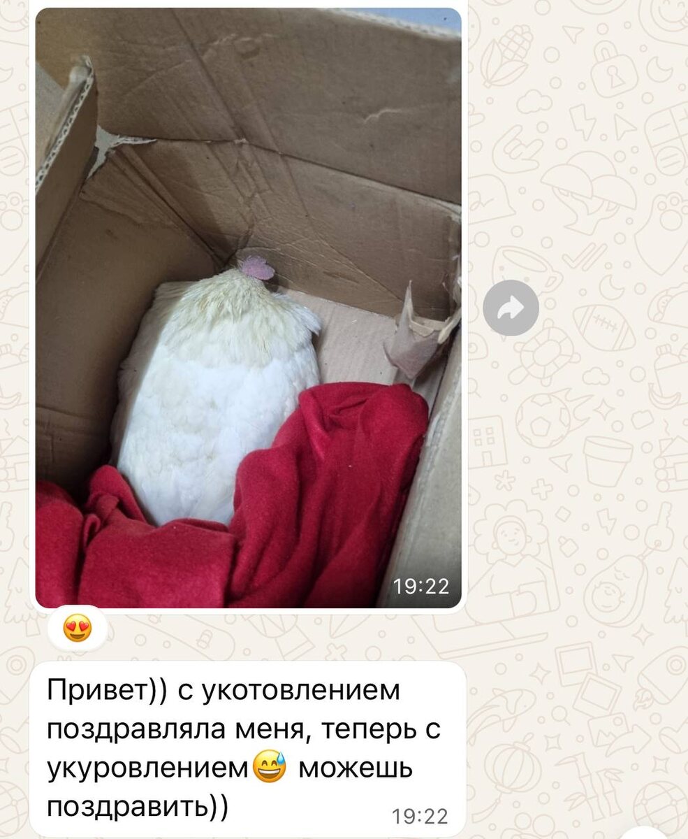 Курица с улицы