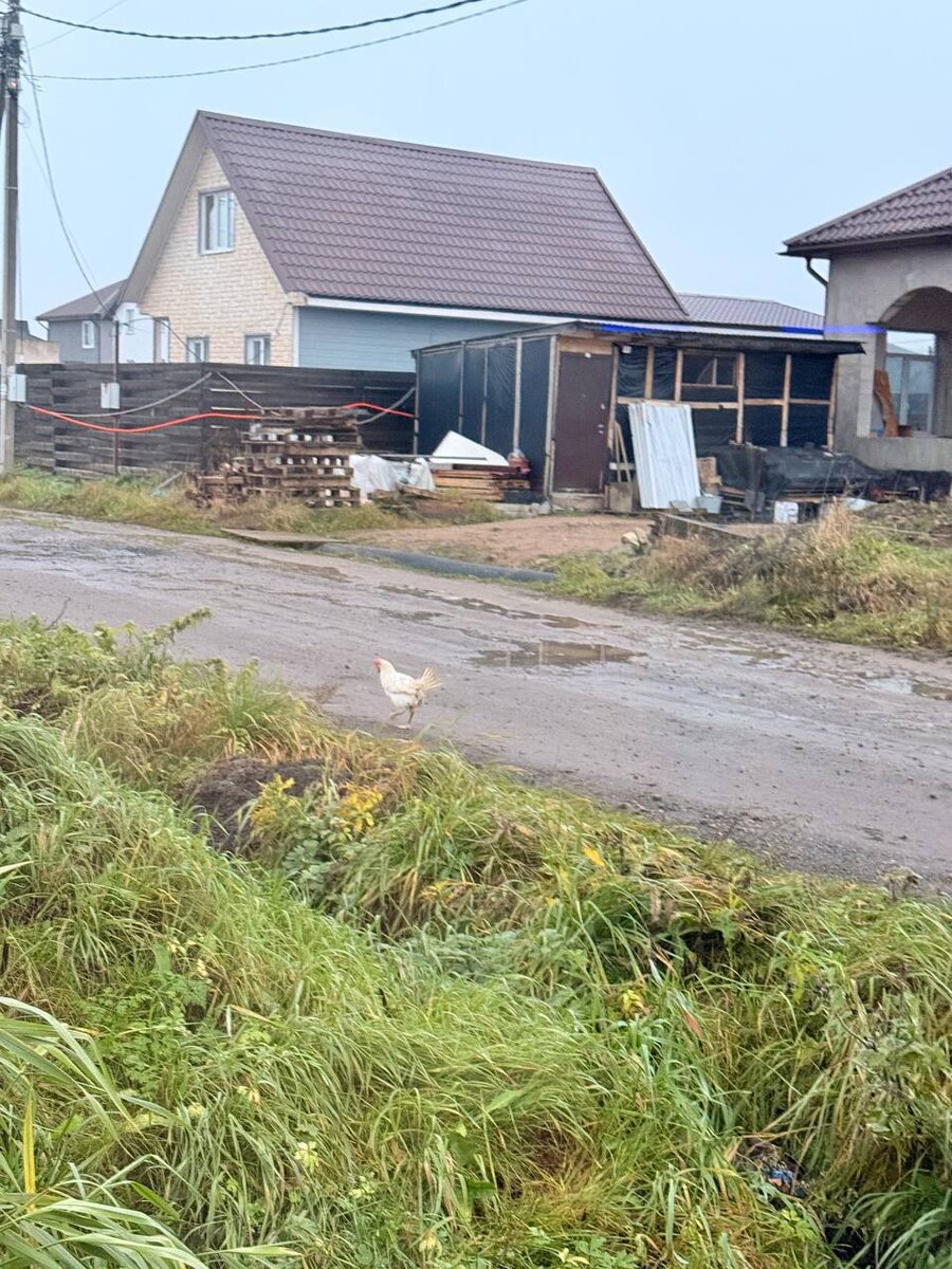 Она появилась на улицах еще до снега 