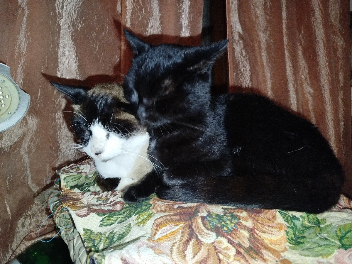 Фото автора. Два братика.