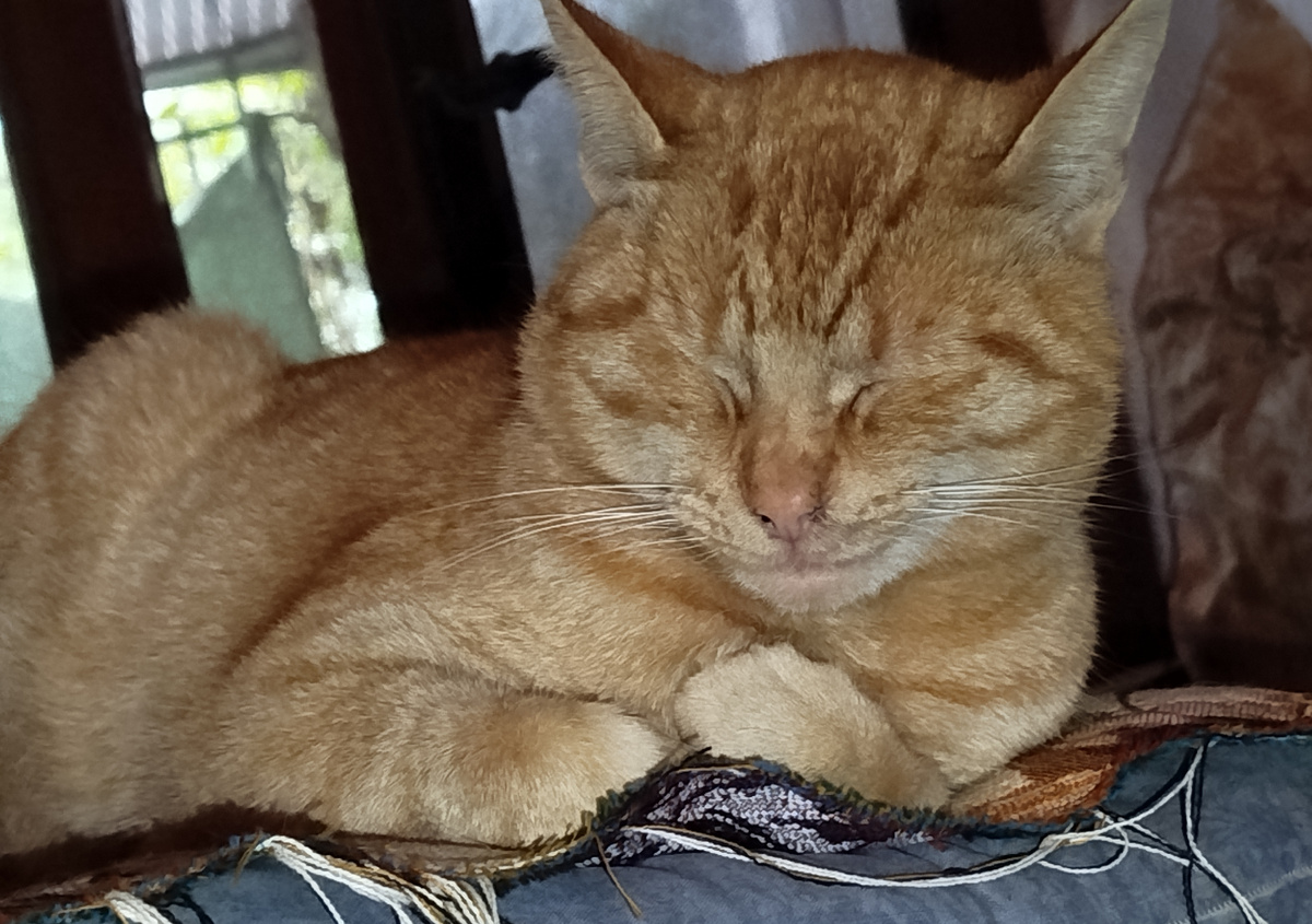 Фото автора. Третий братик.