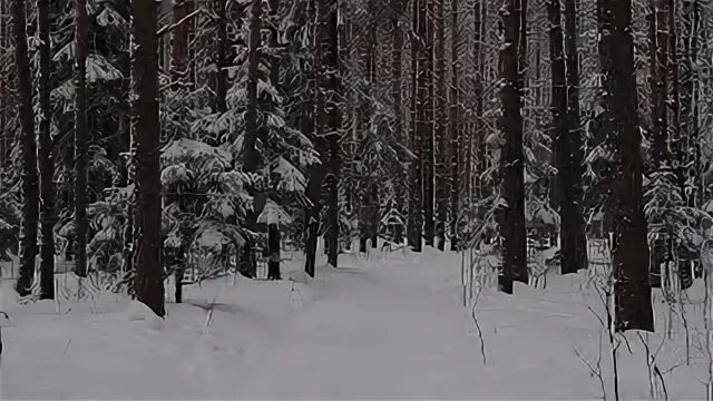 Такое место будет идеальным для блиндажа, только не на открытом участке а в самом лесу.