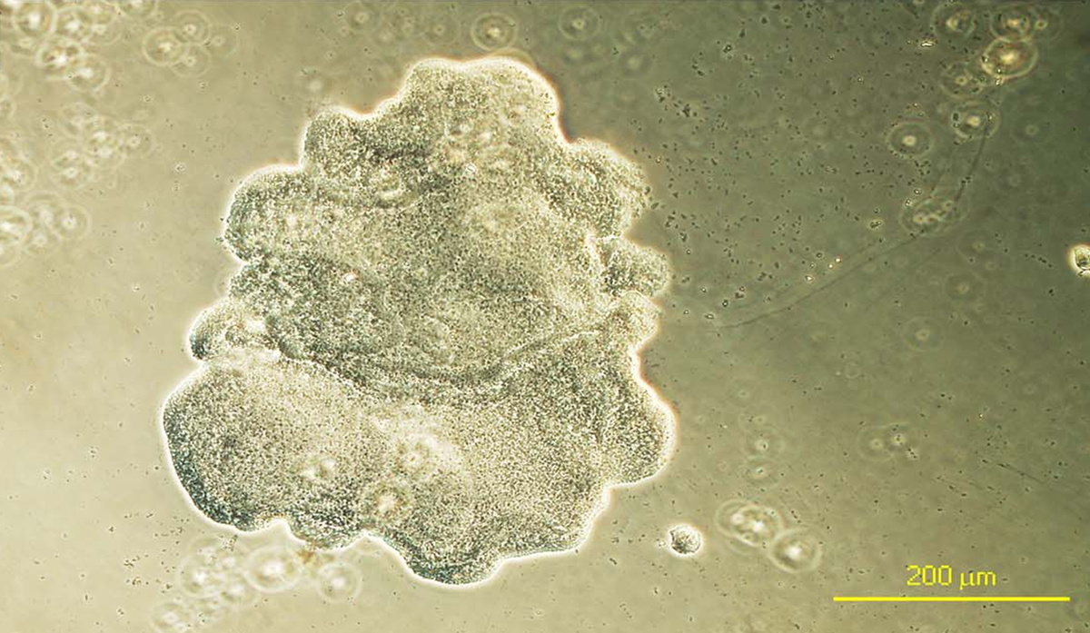 Трихоплакс