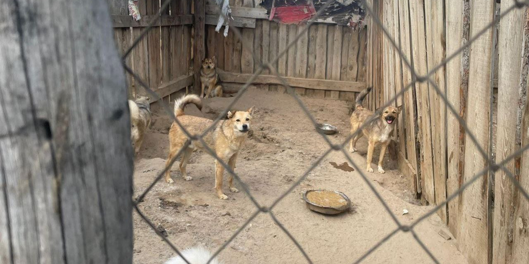 И опять про домики для бездомных собачат!