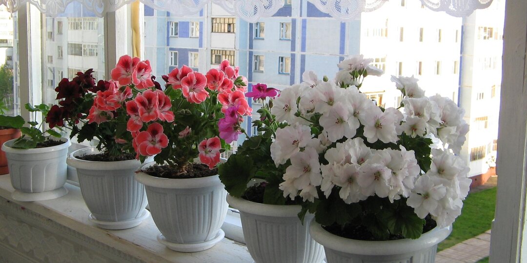 Растворяю всего две таблетки на литр воды для полива и даже самый чахлый цветок начинает оживать.