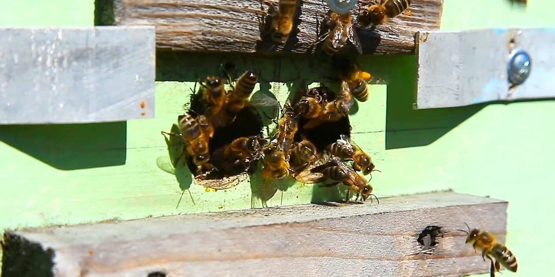 Верхний леток открыт круглый год