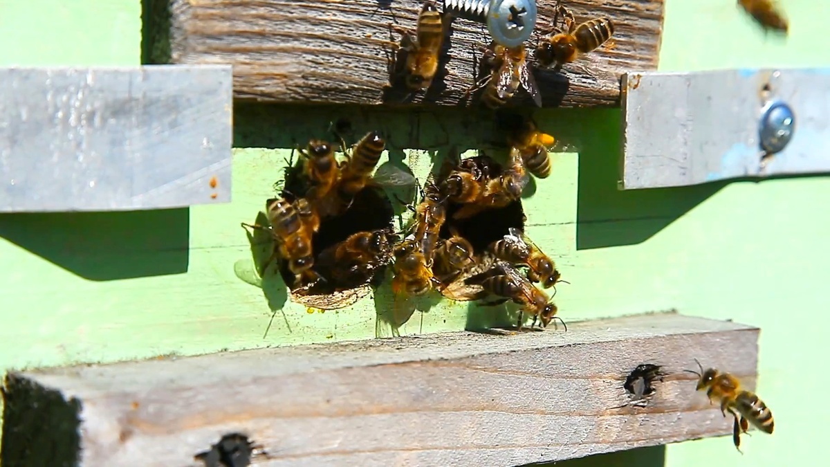 суета у верхнего летка во время весеннего взятка
