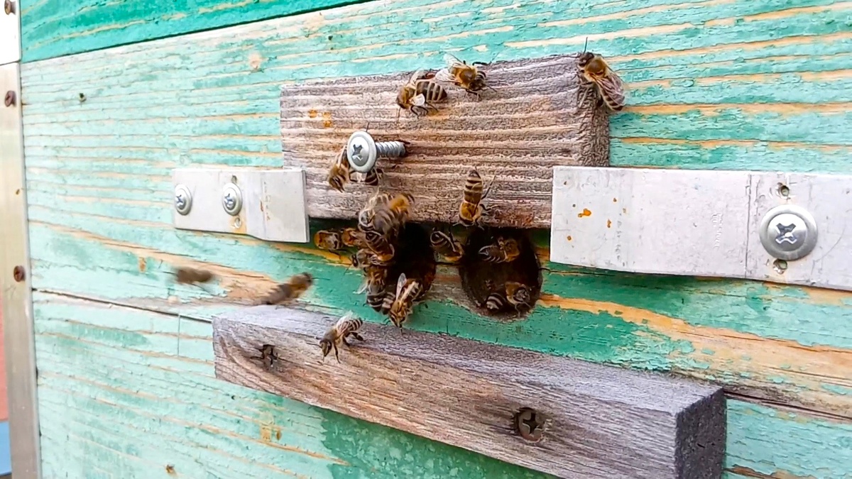 Летом, в главный медосбор