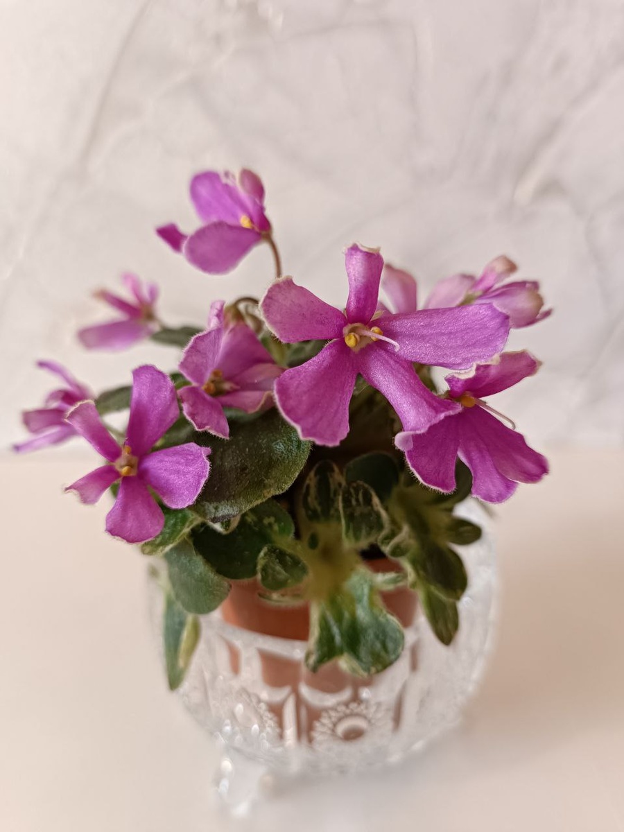 первое цветение