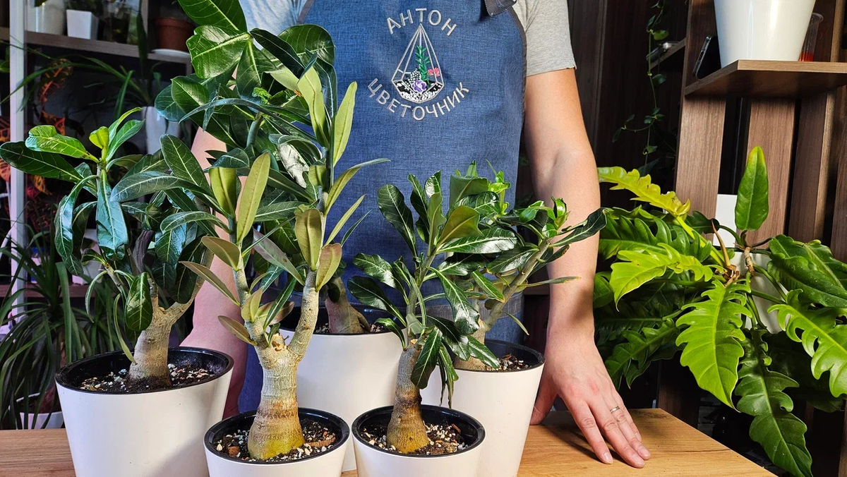 Такими адениумы были в феврале