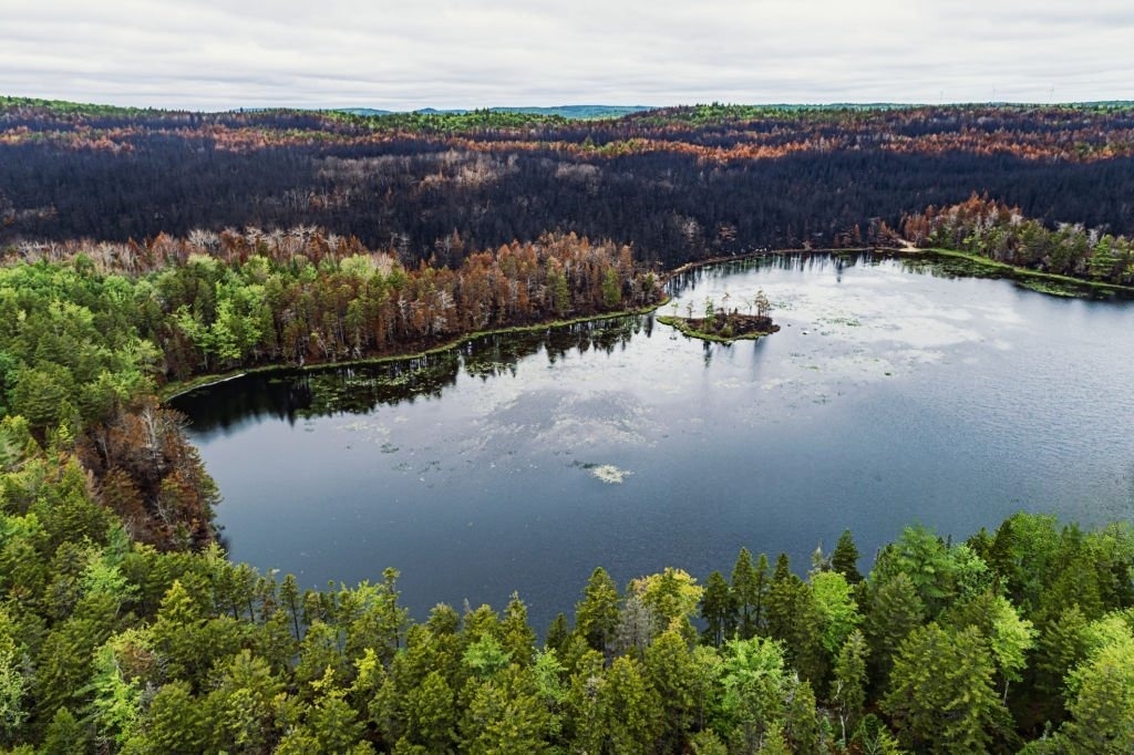В глубинах леса