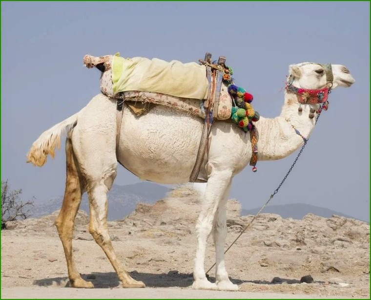 Белый корабль пустыни. (Источник: Яндекс.Картинки)