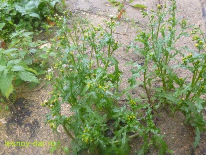 Крестовник обыкновенный на площадке, засыпанной песком (фото с блога "Лесная кладовая")