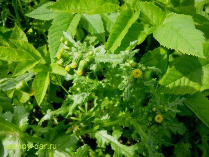 В корзинках крестовника обыкновенного собраны лишь трубчатые цветки (фото с блога "Лесная кладовая")