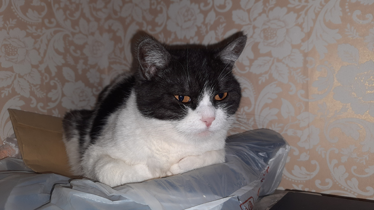 Почему домашняя кошка кусается за руки и как это исправить, работающие способы