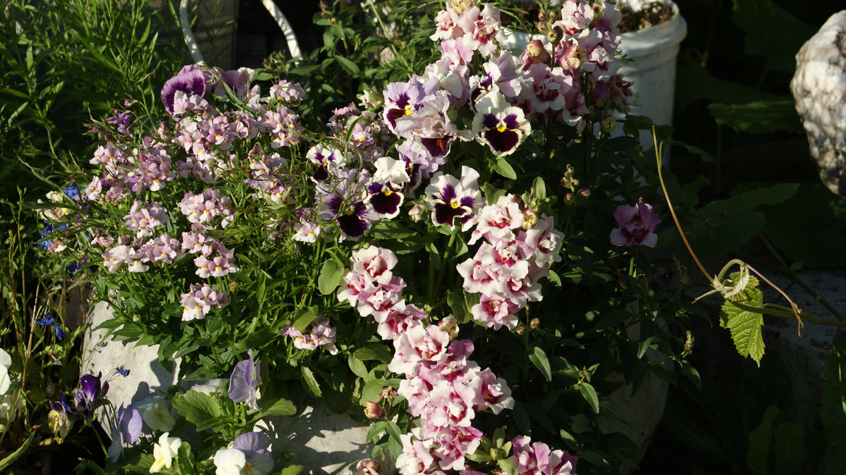 "Pretty Please Rose Bicolour"