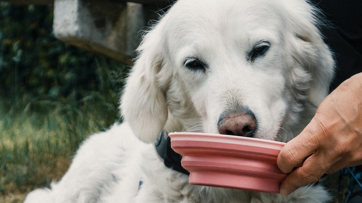    Складные миски — хороший вариант для походных условий