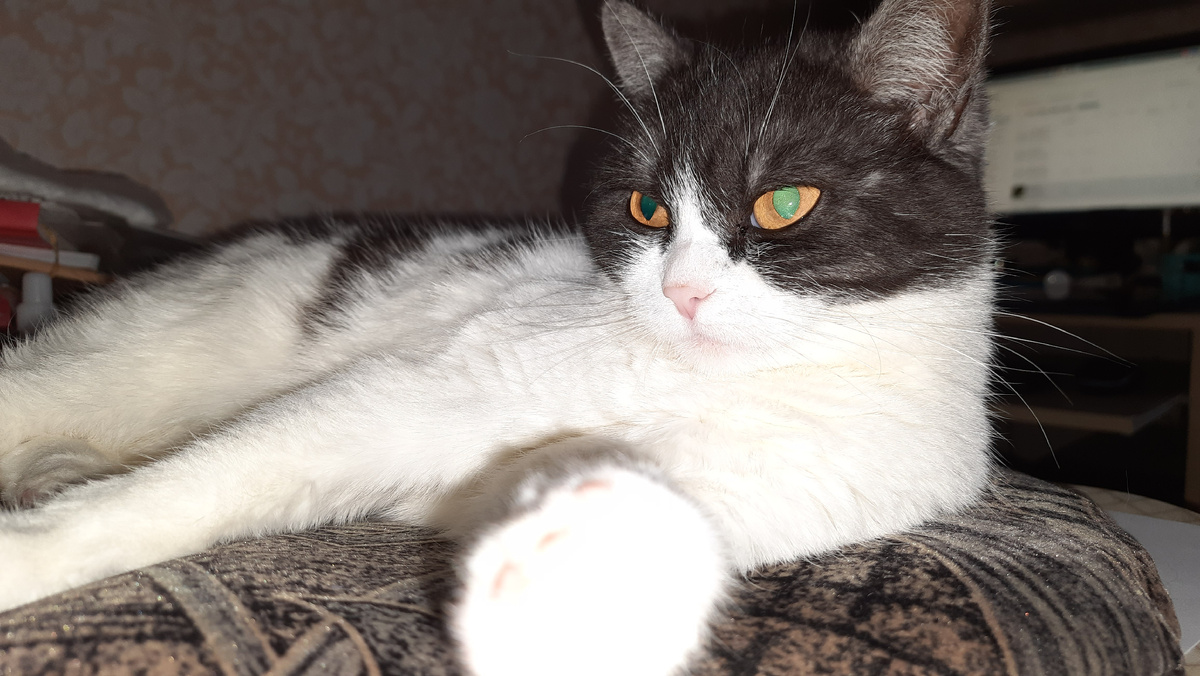 Почему кошкам приходится идти мириться первой, если к ней применить мышечное влияние