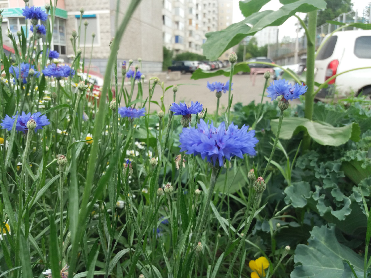 Васильки в цветнике. Фото из личного архива