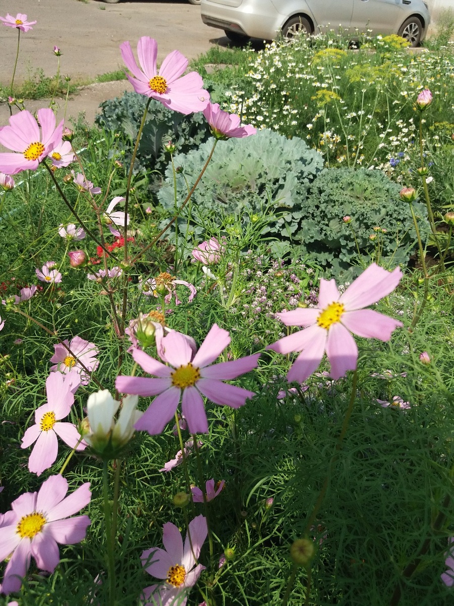 Любимые космеи. Фото из личного архива