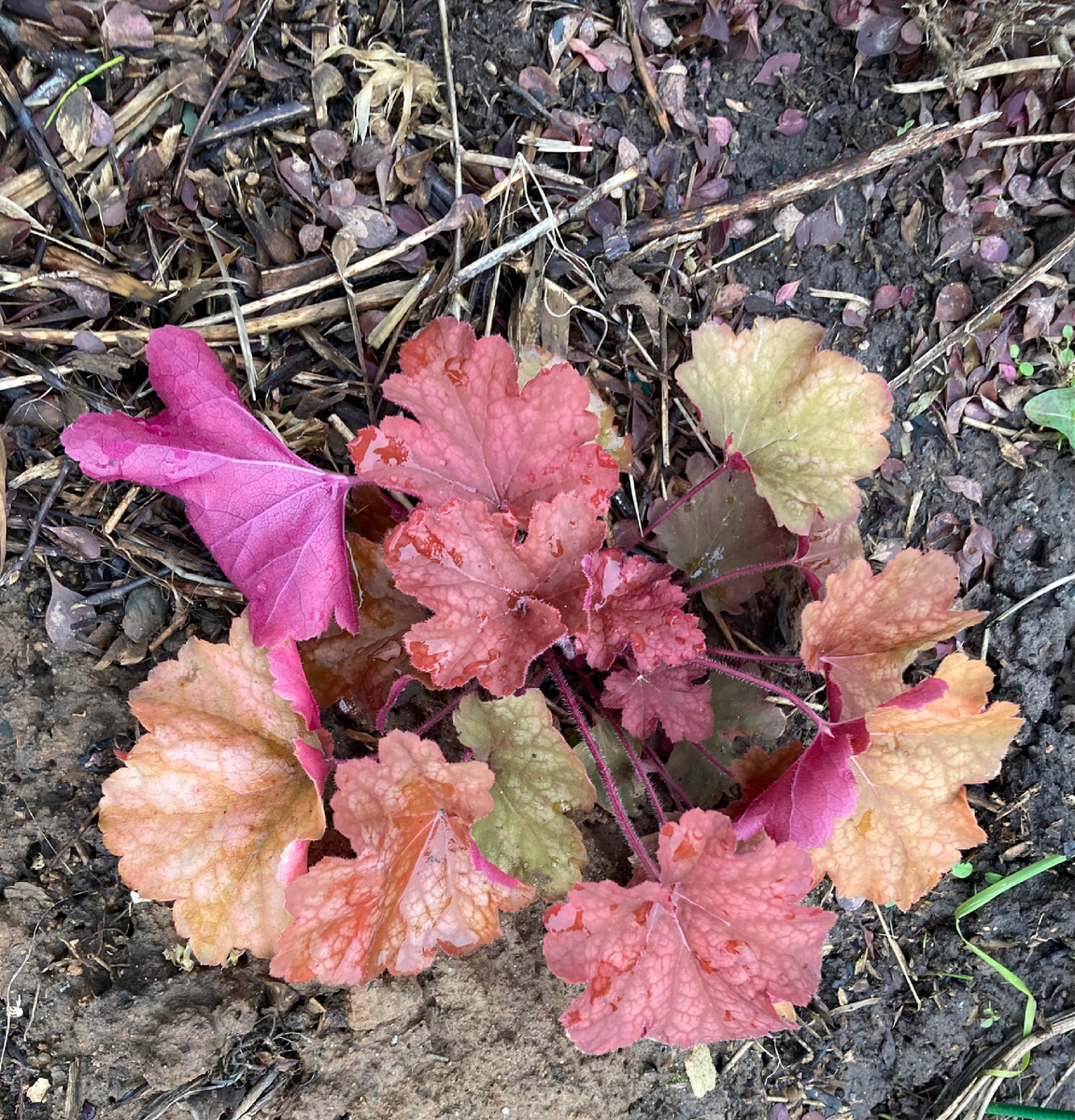 Радостно-бордовая