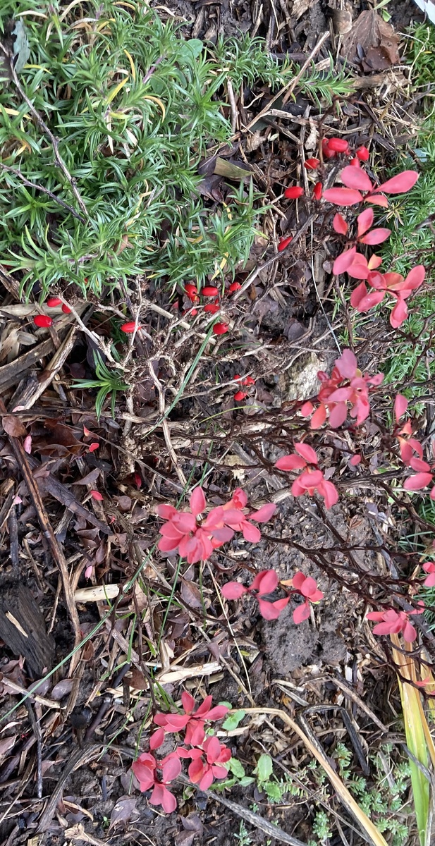 Листья опали - а оказывается ягод много